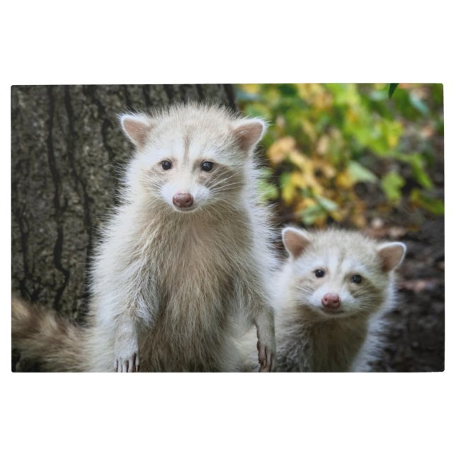 Impresión En Metal Animales de bebé más afectados | Racconones jóvene (Anverso)