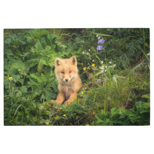 Impresión En Metal Animales de bebé más afectados   Red Fox en Umnak 