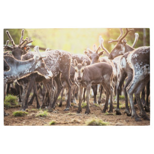 Impresión En Metal Animales de bebé más afectados   Renos de Svalbard