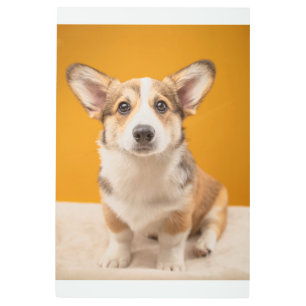 Impresión En Metal Animales de bebé más afectados   Retrato de Corgi 