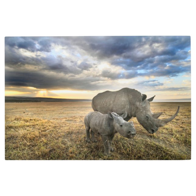 Impresión En Metal Animales de bebé más afectados | Rinoceronte blanc (Anverso)