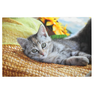 Impresión En Metal Animales de bebé más afectados   Salto de gatitos