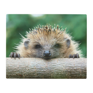 Impresión En Metal Animales de bebé más afectados   Sonrisa de edgeho