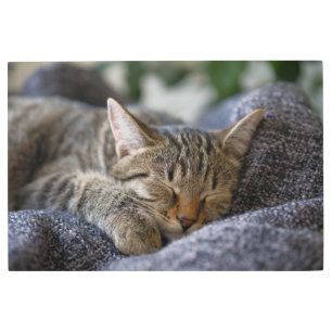 Impresión En Metal Animales de bebé más afectados   Tabby Kitten Slee