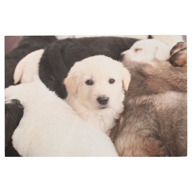 Impresión En Metal Animales de bebé más afectados | Una pequeña píldo (Anverso)