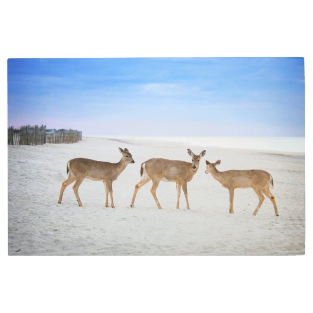 Impresión En Metal Animales de bebé más afectados | Venado en la play (Anverso)