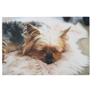 Impresión En Metal Animales de bebé más afectados   Yorkshire Terrier