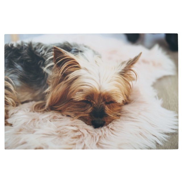 Impresión En Metal Animales de bebé más afectados | Yorkshire Terrier (Anverso)
