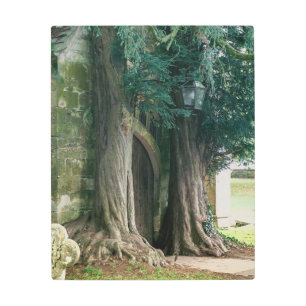 Impresión En Metal Antiguos Yew Trees