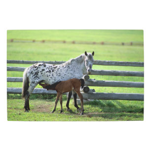Impresión En Metal Apaloosa Mare y Caballos de Colt
