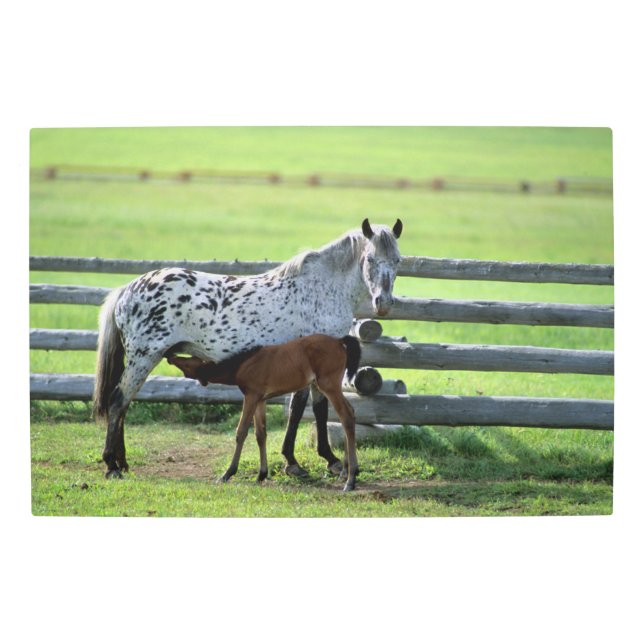 Impresión En Metal Apaloosa Mare y Caballos de Colt (Anverso)