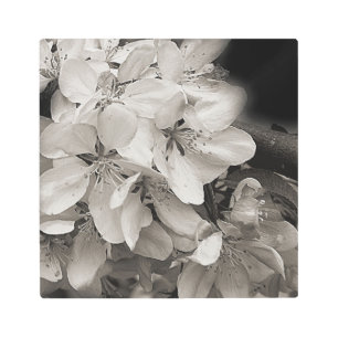 Impresión En Metal Apple Florece En Blanco Y Negro