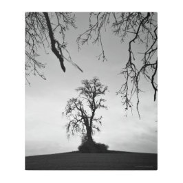 Impresión En Metal Árbol solitario