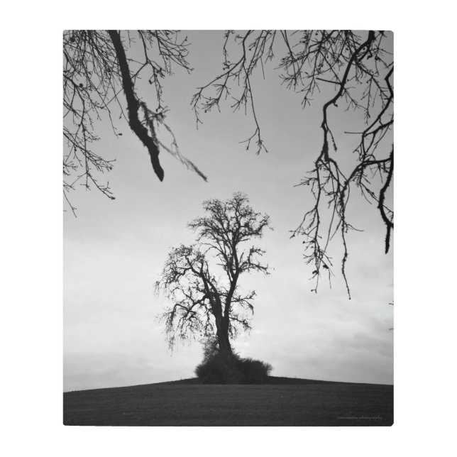 Impresión En Metal Árbol solitario (Anverso)