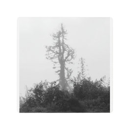Impresión En Metal Árbol solitario en niebla matutina