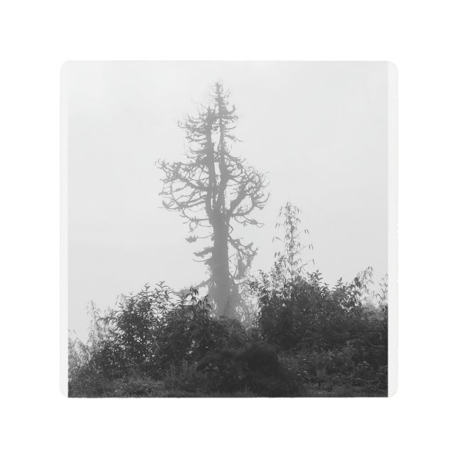 Impresión En Metal Árbol solitario en niebla matutina (Anverso)