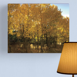 Impresión En Metal Árboles de Aspen resplandecientes