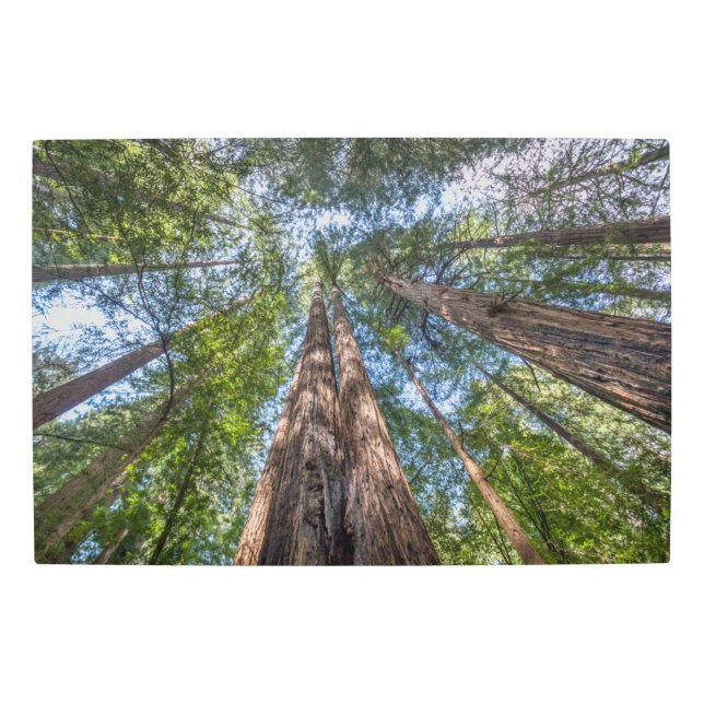Impresión En Metal Árboles de secuoya | Condado de Marin, California (Anverso)