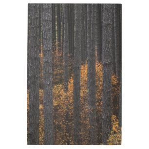 Impresión En Metal Árboles y follaje otoñal de oro