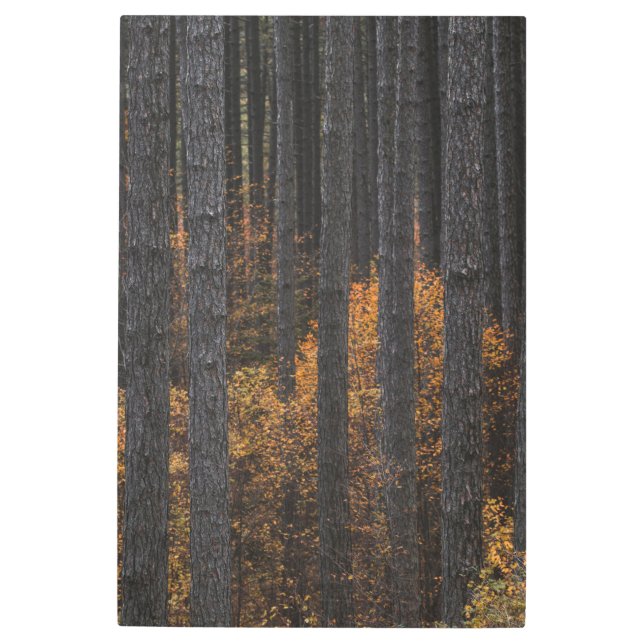 Impresión En Metal Árboles y follaje otoñal de oro (Anverso)