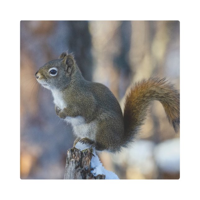 Impresión En Metal ardilla de invierno, animal marrón, fotografía can (Anverso)