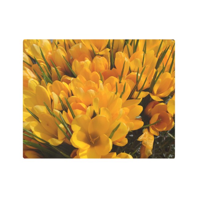 Impresión En Metal Aroma de croco amarillo - Flores amarillas doradas (Anverso)