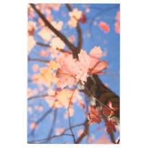 Arriba, arriba en los árboles