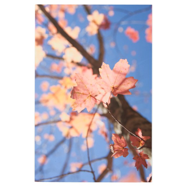 Impresión En Metal Arriba, arriba en los árboles (Anverso)