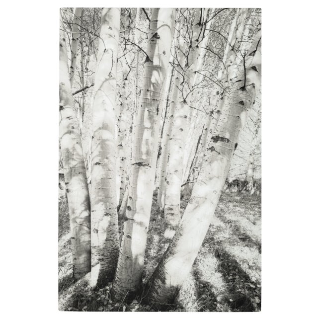 Impresión En Metal Aspens bw (Anverso)