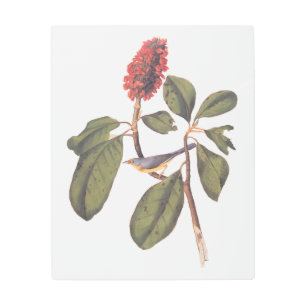 Impresión En Metal Audubon Bonaparte Flycatcher Songbird y Magnolia