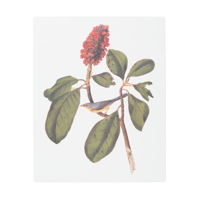 Impresión En Metal Audubon Bonaparte Flycatcher Songbird y Magnolia (Anverso)