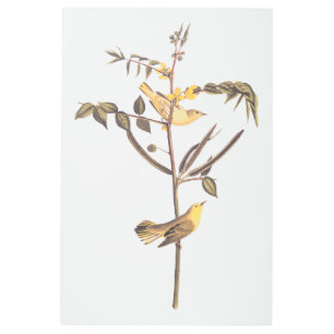 Impresión En Metal Audubón de la vendimia de pájaro de los niños