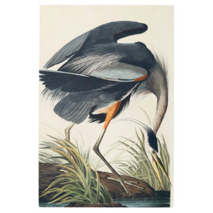 Impresión En Metal Audubon Great Blue Heron 1834 Plate CCXI