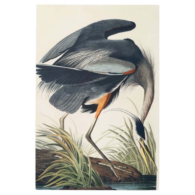 Impresión En Metal Audubon Great Blue Heron 1834 Plate CCXI (Anverso)