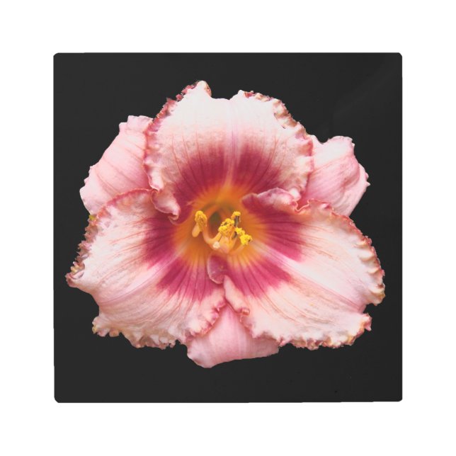 Impresión En Metal Auge diurno rosado en flor negra (Anverso)