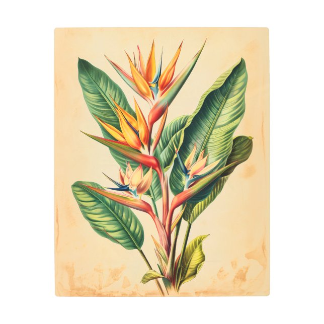 Impresión En Metal Ave de época del Ilustracion del paraíso (Anverso)