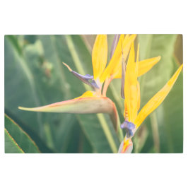 Impresión En Metal Ave del paraíso