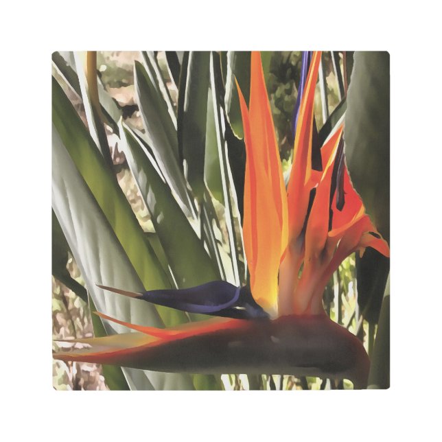 Impresión En Metal Ave del Paraíso Strelitzia Reginae Acrílico Painti (Anverso)