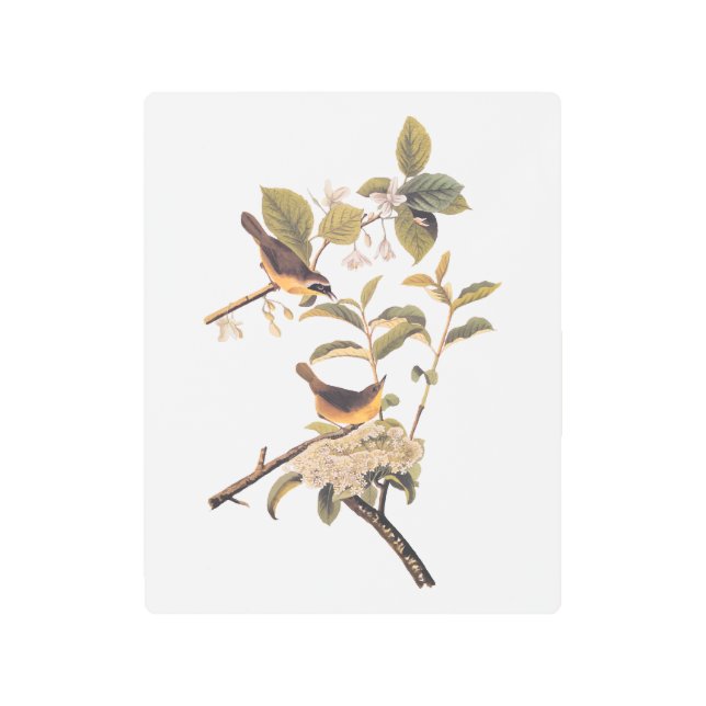 Impresión En Metal Aves amarillentas de Maryland de Audubon con flore (Anverso)