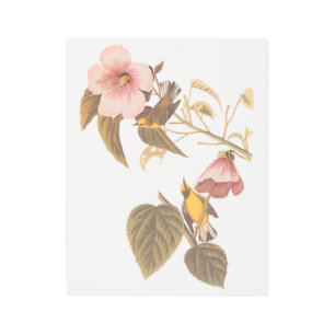 Impresión En Metal Aves de la canción amarilla azul de Audubon