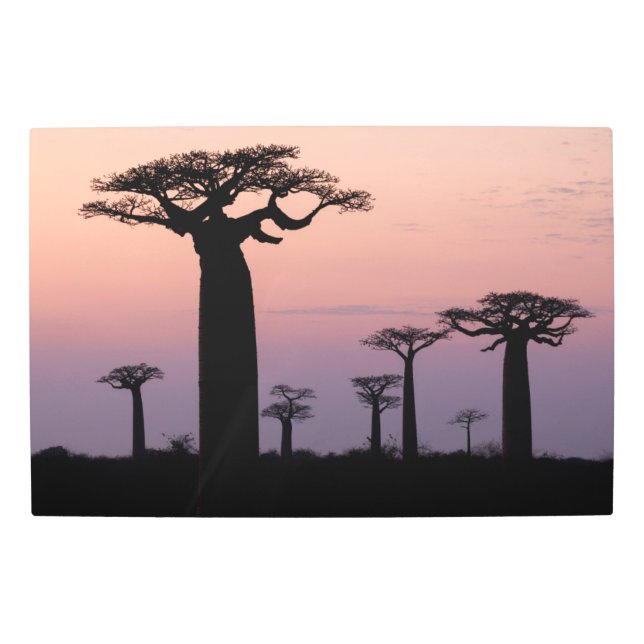 Impresión En Metal Baobab Alley', Madagascar, Morondava, África, (Anverso)