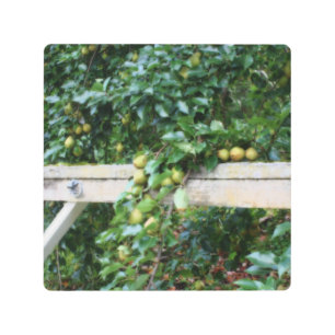 Impresión En Metal Bartlett Pears On Tree Orton Effect