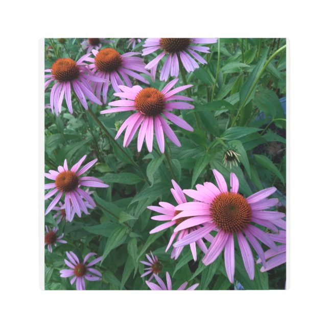 Impresión En Metal Beautiful Cone Flowers (Anverso)