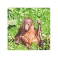 Bebé de Orangutan en ascenso