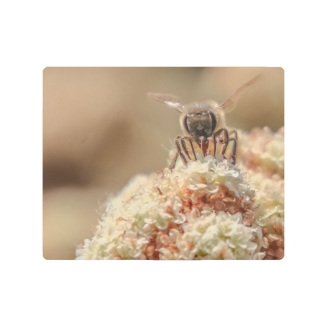 Impresión En Metal Bee Happy (Anverso)