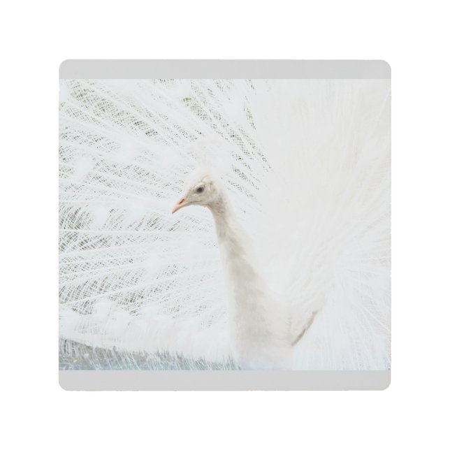 Impresión En Metal Bellas plumas de pavo real blanco (Anverso)