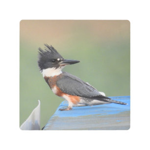 Impresión En Metal Belted Kingfisher