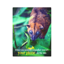 Big Eyed Possum