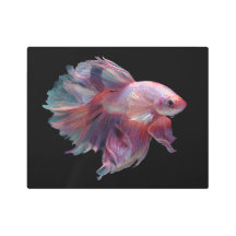 Bonita Betta