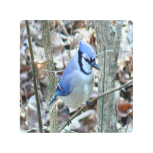 Impresión En Metal Bonito Jay Azul